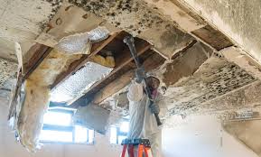 Best Commercial Mold Inspection  in De Kal, TX